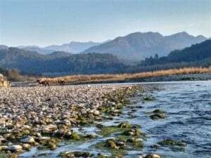 Kosi River Jim Corbett National Park Ramnagar Uttarakhand.jpeg Custom Mechanic37.in
