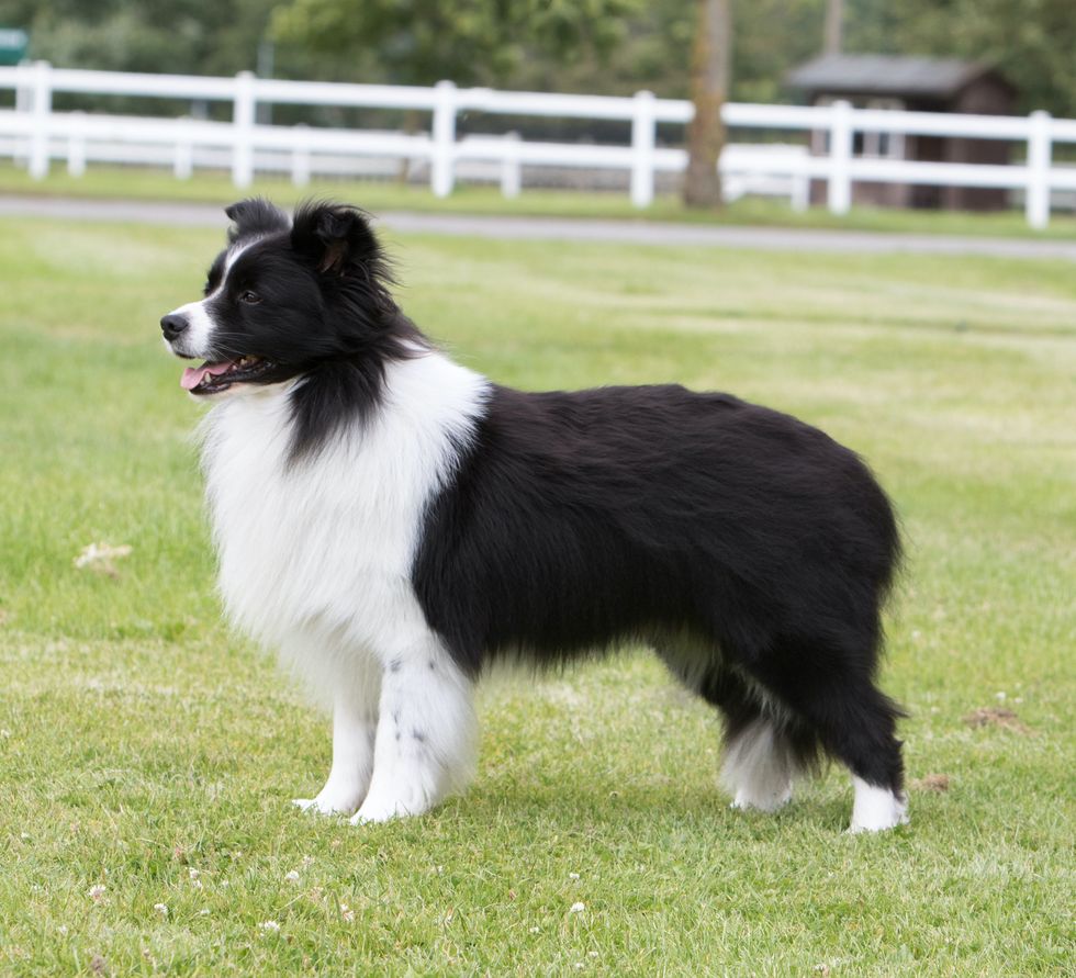 border-collie-credit-ruth-dalrymple-and-the-kennel-club-1626345651