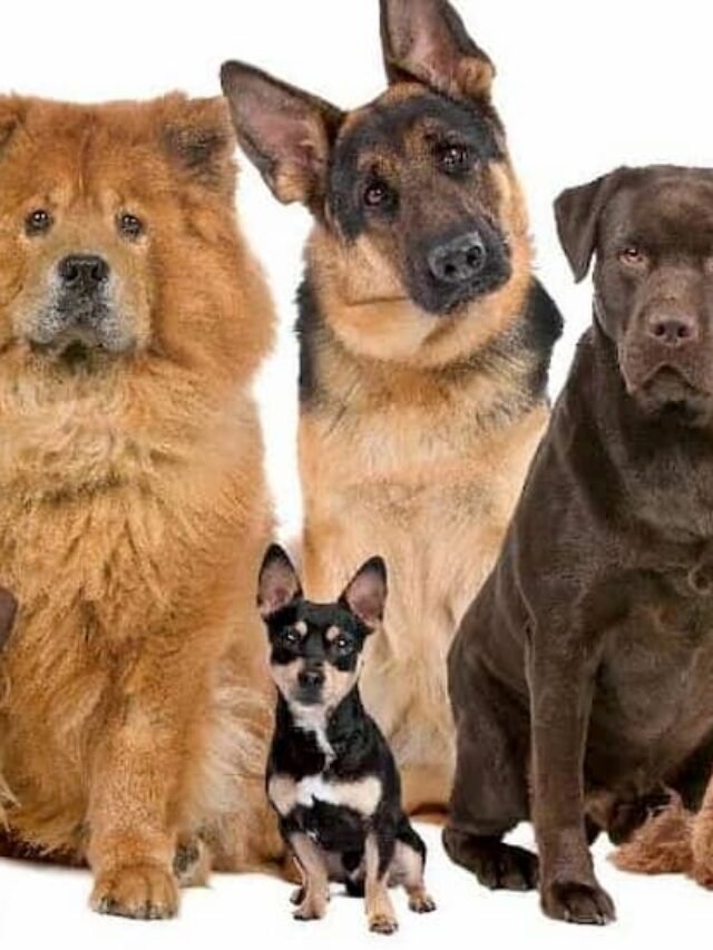 cropped-expensive-breeds-header.jpg
