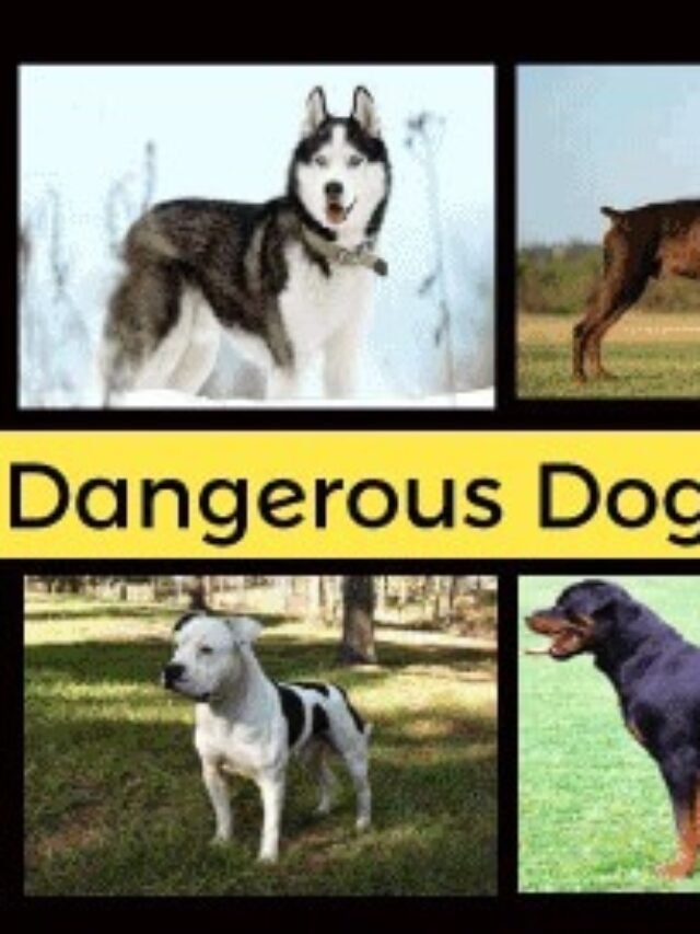 cropped-top-10-dangerous-dogs.jpg