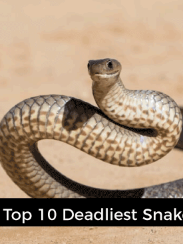 cropped-top-10-deadliest-snakes-in-the-world.png