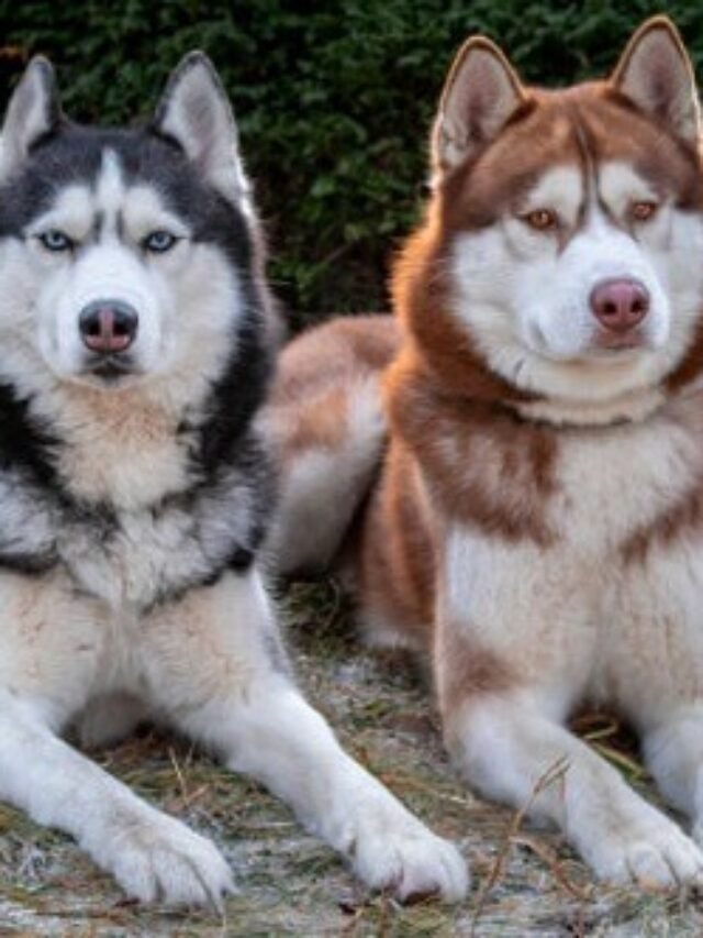 most intelligent dogs by breed smart dog types Discover the canine smartest dog species within your furry friend smartest dogs in the world top 10 smartest dogs