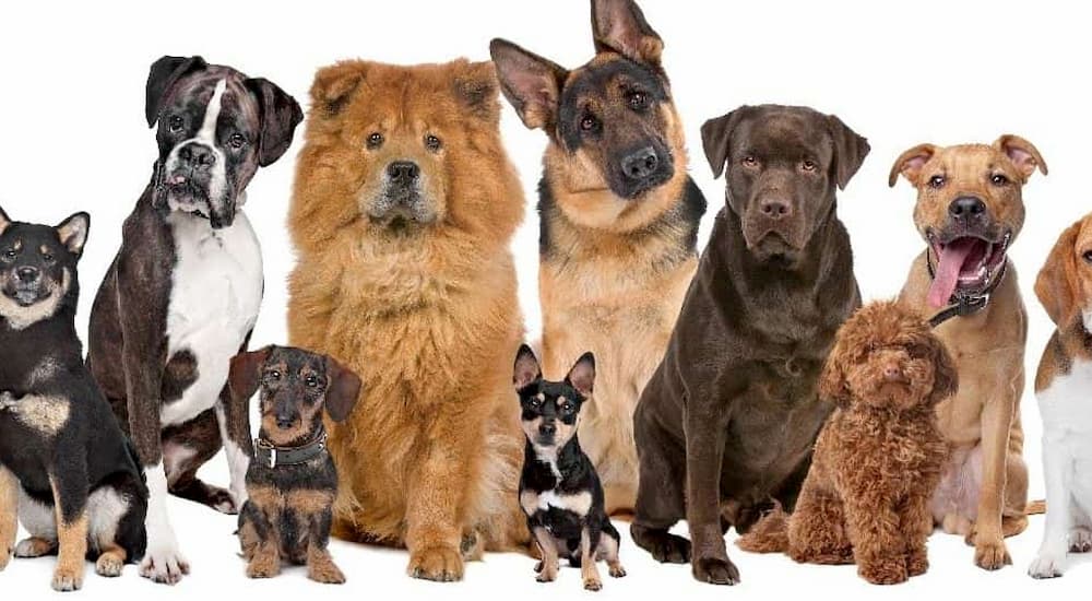 most intelligent dogs by breed smart dog types Discover the canine smartest dog species within your furry friend smartest dogs in the world top 10 smartest dogs