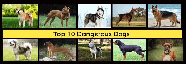 most dangerous dogs by breed smart dog types Discover the canine dangerous dog species within your furry friend dangerous dogs in the world top 10 dangerous dogs If you own one of the breeds on this list Dogs known for their loyalty and companionship