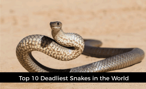 top 10 deadliest snakes in the world Mechanic37.in