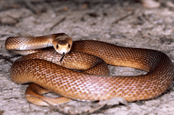 top 10 deadliest snakes in the world2 Mechanic37.in