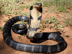top 10 deadliest snakes in the world3 Mechanic37.in