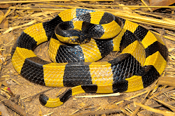 top 10 deadliest snakes in the world4 Mechanic37.in