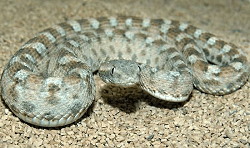 top 10 deadliest snakes in the world5 Mechanic37.in