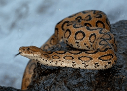 top 10 deadliest snakes in the world6 Mechanic37.in