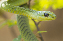 top 10 deadliest snakes in the world8 Mechanic37.in