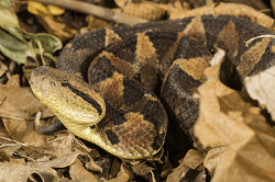top 10 deadliest snakes in the world9 Mechanic37.in