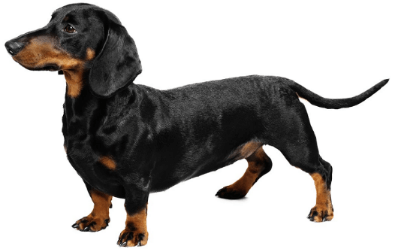 Dachshund Top Dog Breed in India