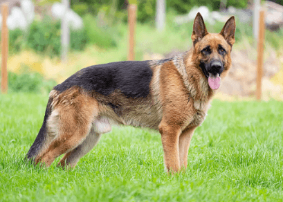 top 10 dogs breeds in india2 Mechanic37.in