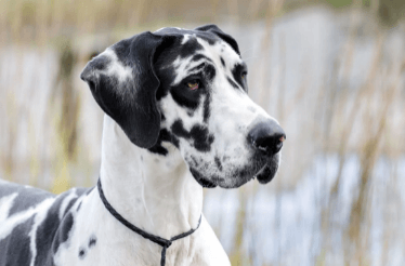 Great Dane: Top Dog Breed in India