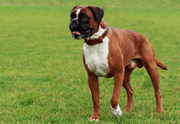 Boxer Top Dog Breed in India