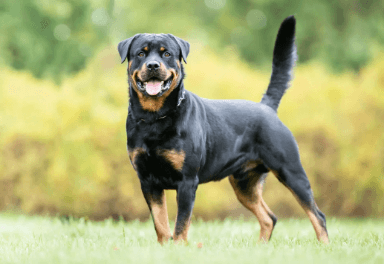 top 10 dogs breeds in india6 Mechanic37.in