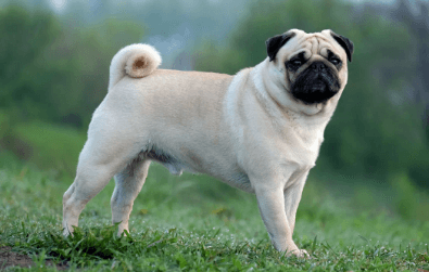 Pug Top Dog Breed in India